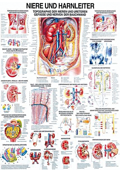 anat. Lehrtafel: Niere und Harnleiter 70 x 100 cm, laminiert