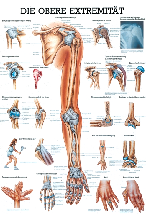 anat. Mini-Poster: obere Extremität 24 x 34 cm, laminiert